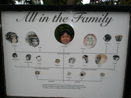 Kasen posing with ape family tree